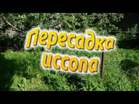 Пересадка иссопа