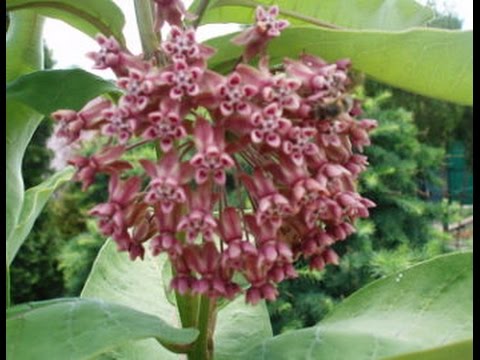 Сорняки. Ваточник сирийский - Asclepias syriaca, красивый многолетник - оказался...