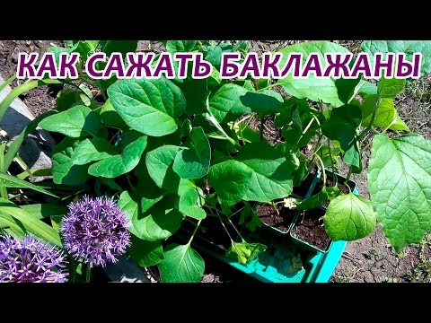 Посадка баклажанов в открытый грунт. Как сажать баклажаны