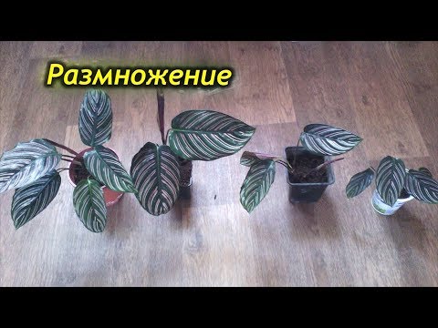 Как успешно размножить Калатею? Способы размножения Калатеи.