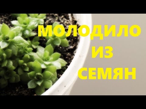 Молодило из семян