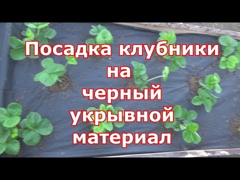 Посадка клубники на черное агроволокно. Черный укрывной материал супер вариант для садовой земляники