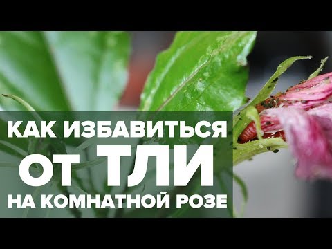 Как избавиться от тли на комнатных цветах