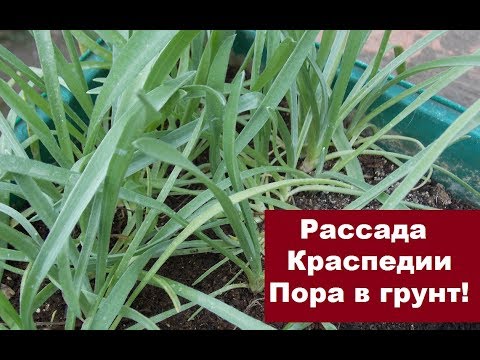 КРАСПЕДИЯ! Сажаем для срезки и в цветник.