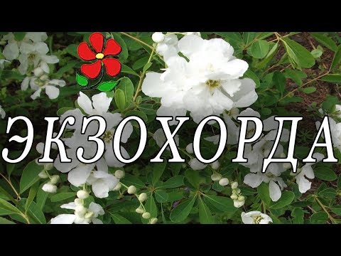 Экзохорда - редкий кустарник в вашем саду!