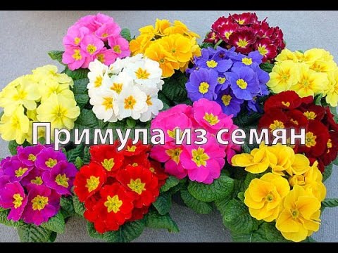 Посев семян примулы. Способ 1