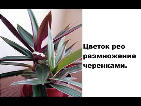 Колдовство цветка рео — польза или вред, 12 фото