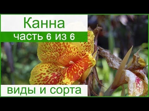 🌷 Виды и сорта канны: домашней и садовой