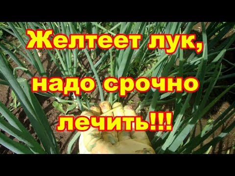 Убойное средство от пероноспороза на луке!