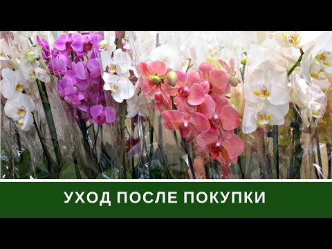 Уход За Орхидеей После Покупки 🌸 Орхидея Фаленопсис