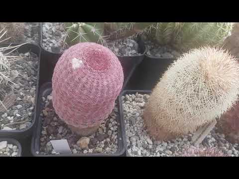 Кактусы эхиноцереусы.Что это за птицы???Echinocereus.72