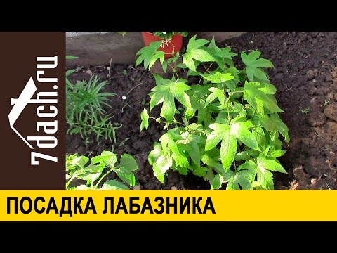 Посадка лабазника (таволги) - 7 дач