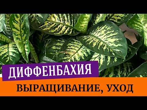 Диффенбахия - выращивание, уход, полив. Цветение диффенбахии, пересадка диффенбахии