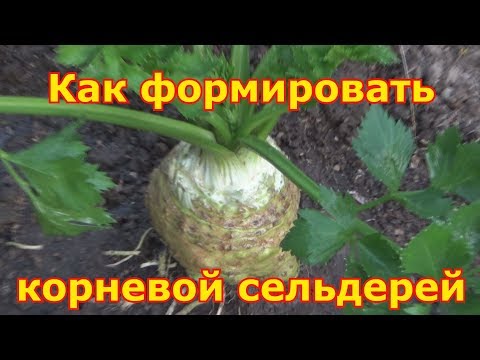 Корневой сельдерей - выращивание и уход, секреты хорошего урожая. Как сформировать большую головку