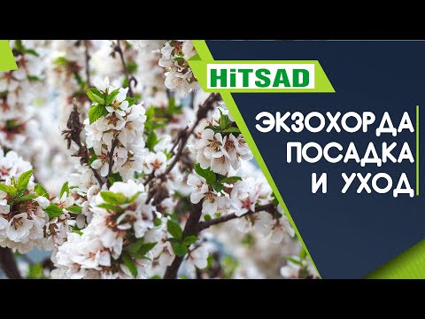 Декоративный кустарник-многолетник 🌸 Экзохорда крупноцветковая ✔️