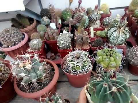 Ферокактусы в моей коллекции. Ferocactus🌵😊