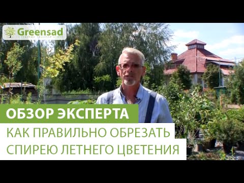 Как правильно обрезать спирею летнего цветения