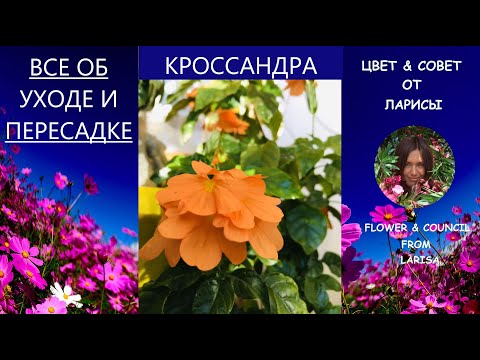 КОМНАТНЫЕ ЦВЕТЫ | КРОССАНДРА УХОД И ПЕРЕСАДКА