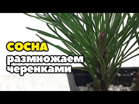 Размножение сосны горной черенками в домашних условиях