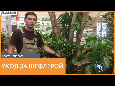 Шеффлера - уход в домашних условиях