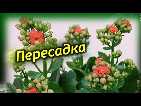 Правильная пересадка каланхоэ! Как и когда пересаживать каланхоэ!