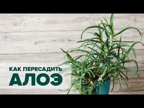 Как пересадить Алоэ - базовые правила