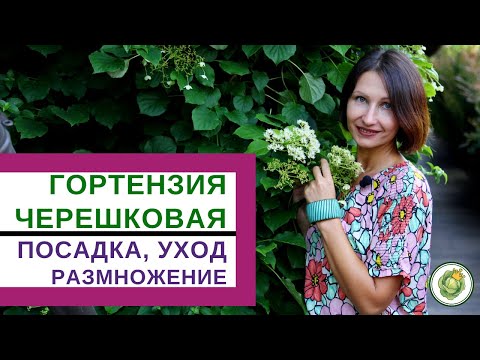 ГОРТЕНЗИЯ ЧЕРЕШКОВАЯ - прекрасное растение для вертикального озеленения//особенности посадки и ухода