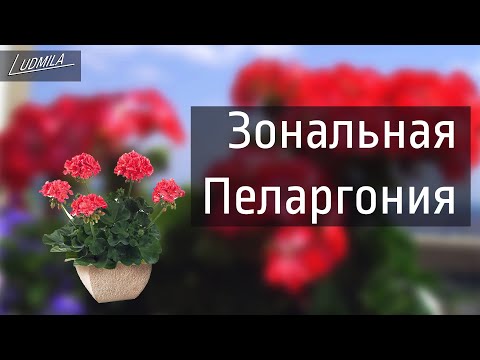 ПЕЛАРГОНИЯ ЗОНАЛЬНАЯ. ПОЛИВ. ПОДКОРМКА. УХОД