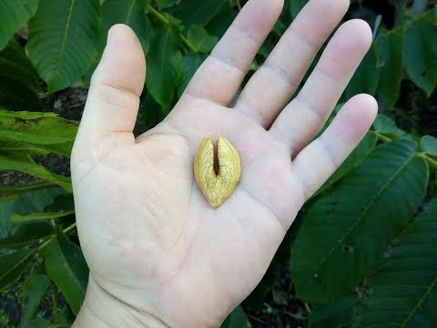 Редкий и необычный орех сердцевидный (heartnut)