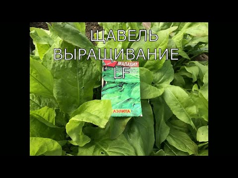 Щавель. Посев и выращивание. Что нужно знать + рецепт из щавеля.Видео обзор.