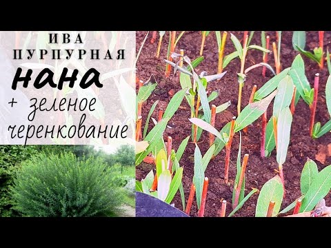 Лучший неприхотливый кустарник для сада - бесплатный посадочный материал