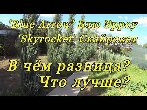 Скальные можжевельники БЛЮ ЭРРОУ (Blue Arrow) и СКАЙРОКЕТ (Skyrocket) - в чём разница?