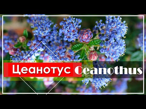 Цеанотус - Ceanothus / Цветущий кустарник с СИНИМИ Цветами / ЭНЦИКЛОПЕДИЯ Растений