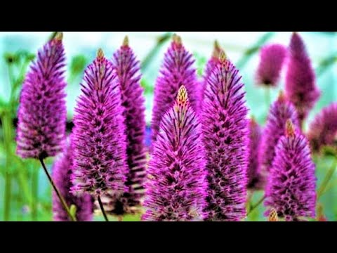 Редкое экзотическое растение с очаровательными пушистыми соцветиями