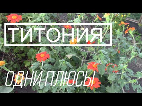 ЗАСУХОУСТОЙЧИВЫЕ Однолетники. ТИТОНИЯ . Яркое Чудо