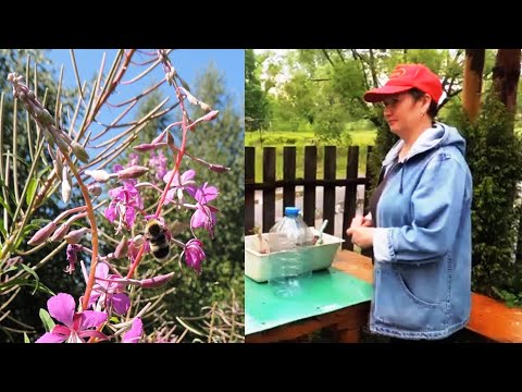 Как посадить и вырастить (окультурить) 🌿🌺 Иван-чай. (Russian tea).