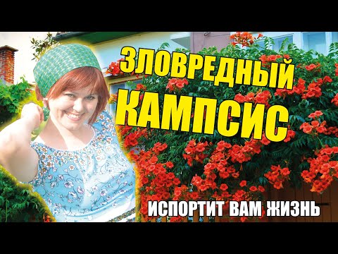 Моя зловредная лиана Кампсис – настоящий агрессор