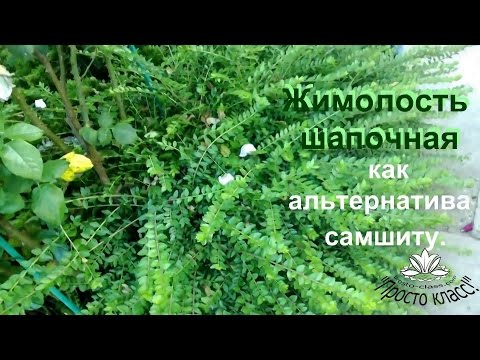 Жимолость шапочная, как альтернатива самшиту.