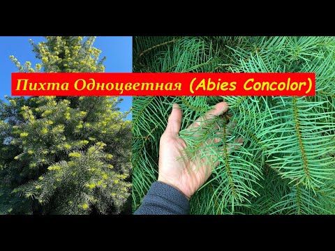 Пихта одноцветная (Abies Concolor)