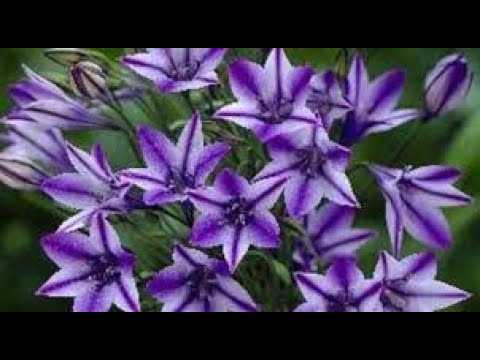 Бродиэя ( Brodiaea)посадка и уход в открытом грунте