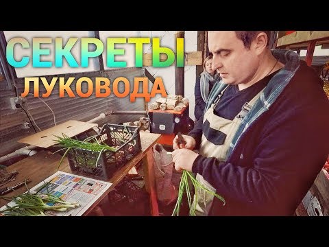 Зимняя теплица. Выращивание лука.