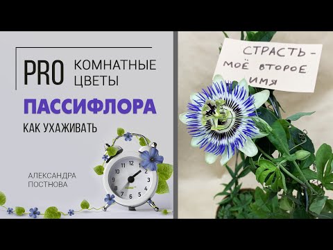 Как подружиться с пассифлорой | Цветок страсти в вашем доме | Страстоцвет