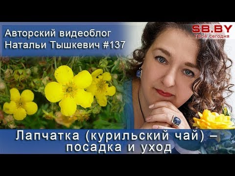 Тысячелистник обыкновенный 