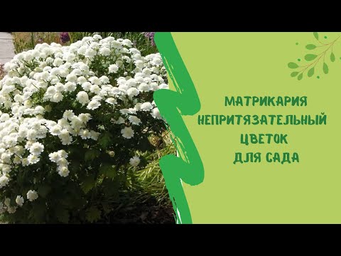 Матрикария непритязательный, но трогательный цветок для сада