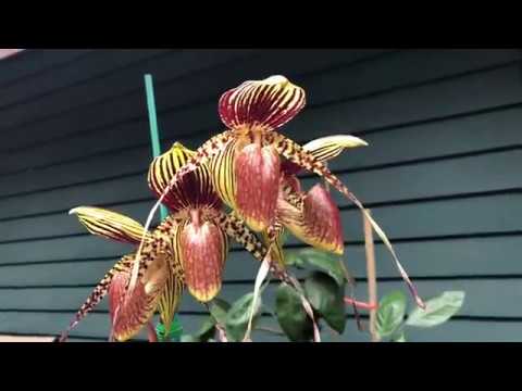 Обзор орхидей по группе пафиопедилум или венерин башмачок. Наработка опыта за 2,5 года выращивания.