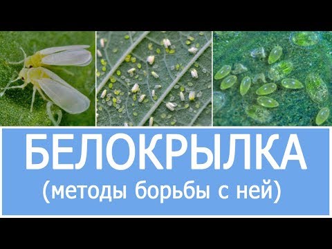 БЕЛОКРЫЛКА И МЕТОДЫ БОРЬБЫ С НЕЙ