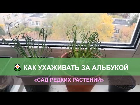 Альбука спиральная, уход и размножение