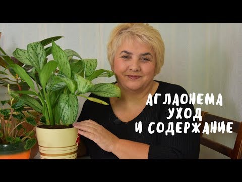 АГЛАОНЕМА. УХОД И СОДЕРЖАНИЕ. Мои цветы. Мой опыт.