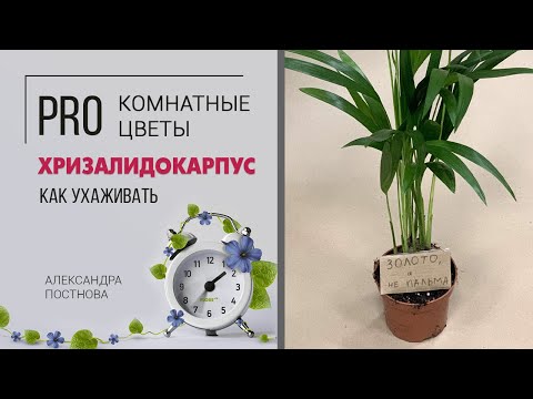 Пальма комнатная | Золотой цветок Хризалидокарпус | Домашняя пальма