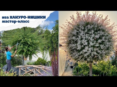 Саженцы цельнолистовой ивы Хакуро Нишики